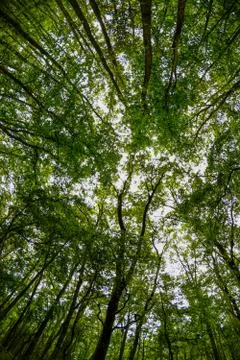 Wide angle view of the trees in the forest Stock Photos