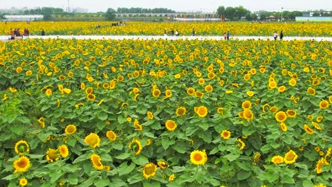 Wide Angle View of a Vibrant Blooming Sunflower Field in Summer Stock Footage 347059035