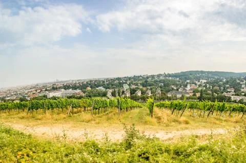 Wide angle view of a Vineyard in western part of Vienna Austria Stock Photos