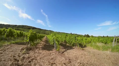 Wide angle view of Vineyards in the northern part of Vienna in Grinzing Stock Footage 149857935