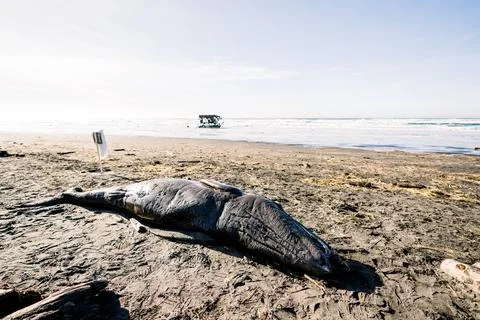 Wide angle view of a washed up gray whale calf on the Oregon coast 写真素材