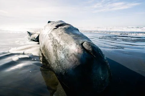 Wide angle view of a washed up sperm whale on the Pacific coast 写真素材