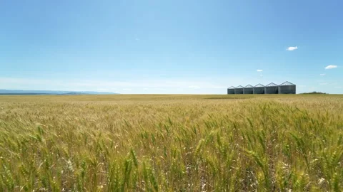 Wide angle view of wheat waving in wind near silos in Montana Video stock 313017102