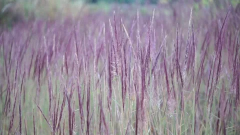 Wide-angle view of a wild cogon grass field with beautiful reddish-purple 스톡 동영상 336745772
