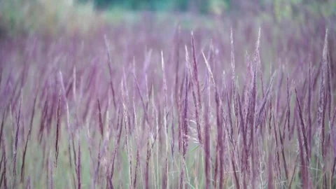 Wide-angle view of a wild cogon grass field with beautiful reddish-purple Stock-Footage 336745792