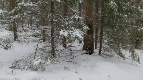 Wide Angle View of Winter Forest with Falling Snow Video stock 332223218