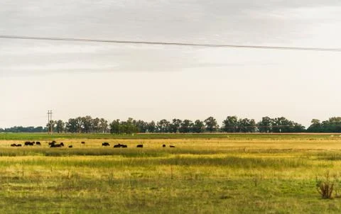 Wide angle view of yellow corn and soybean soy crop fields with green trees. Stock Photos