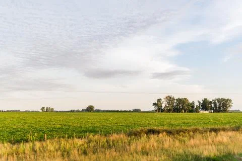 Wide angle view of yellow corn and soybean soy crop fields with green trees. Stock Photos