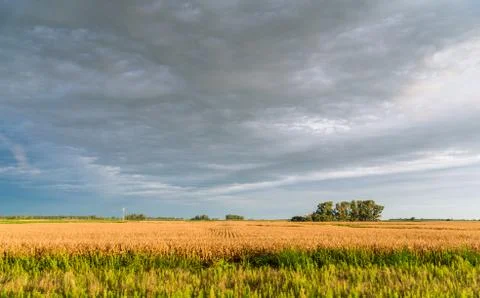 Wide angle view of yellow corn and soybean soy crop fields with green trees. Stock Photos