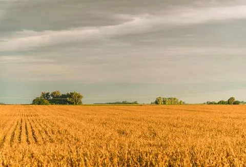 Wide angle view of yellow corn and soybean soy crop fields with green trees. Stock Photos