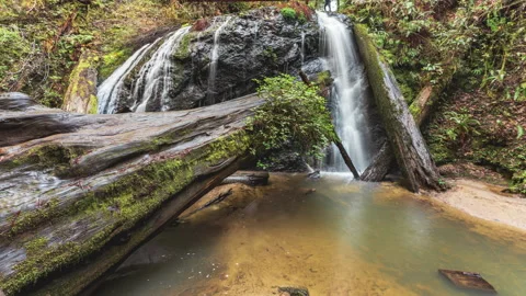 Wide Angle Waterfall with Fallen Redwood Tree Timelapse Stock Footage 217799633