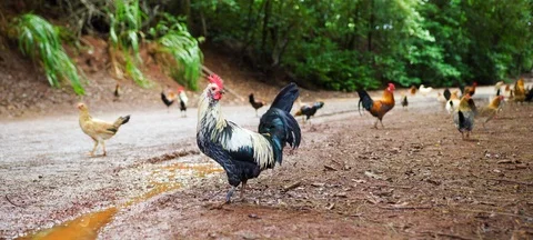 Wide Angle of Wild Chickens and Roosters Walking on a Dirt Road - Oahu, Hawaii Stock Footage 113956369