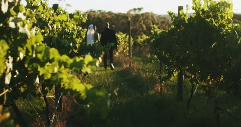 Wide angle on young married couple walk through vineyard. Stock Footage 206593870