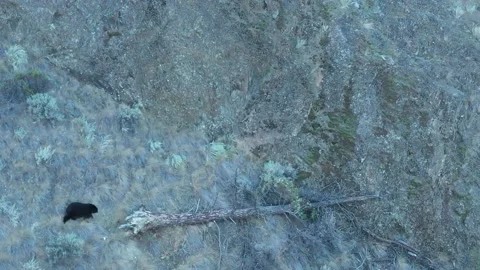 Wide Arial Drone Shot of Black Bear Stock Footage 146554305
