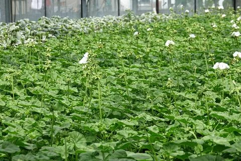 A wide array of green plants Geranium with white flowers fills the greenhouse Stock Photos