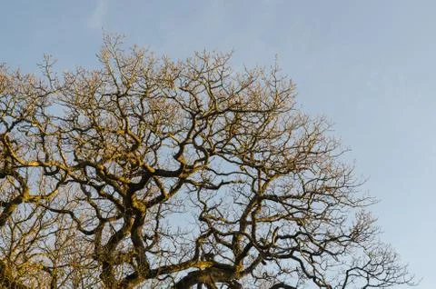 Wide bare oak tree top Stock Photos