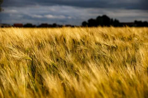Wide Barley Field Under Dramatic Cloudy Sky Stock Photos