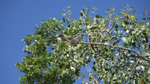 Wide of Barn Swallows on a brance with tree branch and leaves behind, Greece Stock Footage 344770354