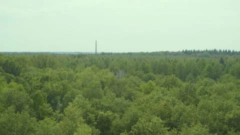 Wide big forest with a city inside Stock-Footage 134536422