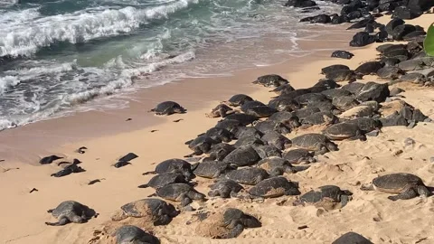 Wide on a big group of turtles on the beach that look like rocks Stock Footage 247022642
