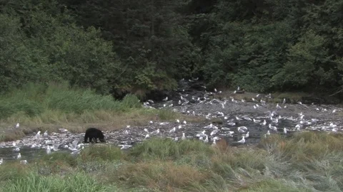 Wide of black bear in stream surrounded by gulls. Stock Footage 78618462