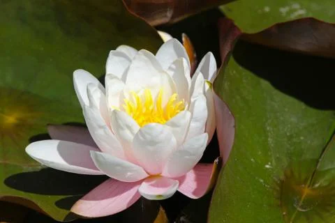 Wide bloom Stock Photos