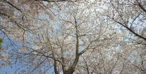 Wide of blooming Cherry Blossoms captured at a low angle Stock Footage 64012645
