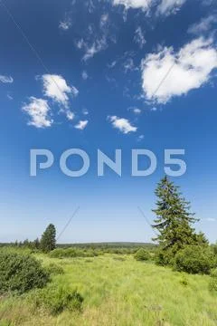 Wide bog landscape with some trees in the High Fens, Eifel, Belgium with blue Stock Photos