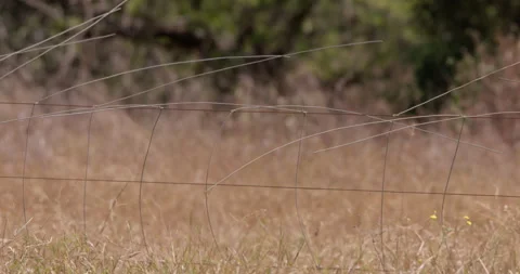 Wide bokeh shot of a coalition of cheetahs strolling Video stock 308674841