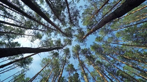 Wide bottom view of the pines in the forest with zoom effect Vídeos de archivo 113017866