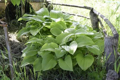 Wide Brim Hosta Foto stock