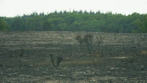 Wide Burn Scar Across Fire Damaged Heathland in the New Forest Stock Footage 346738022