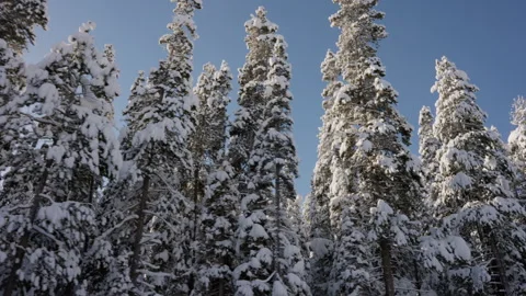 Wide Camera Looking up at Snowy Evergreen Trees with Sun Beating Down 4K Stock Footage 263276230