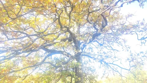 Wide Canopy Of Large Green Tree Spreading Over Sunny Field Stock Footage 348295136