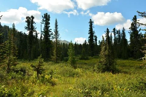 A wide clearing with several young cedars on the edge of a dense coniferous.. Stock Photos