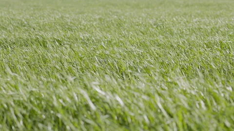 Wide close-up of a green grain field swaying in the wind. 4K 60fps. Stock Footage 333988752