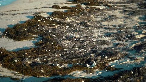Wide close up shot of empty beach covered in red Seaweed and shells Stock Footage 168580091