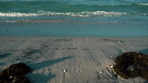 Wide close up shot of empty beach and sea covered in red Seaweed and shells Stock Footage 168580392