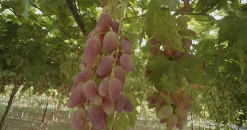 Wide close up shot of Fine red grapes in a greenhouse Stock Footage 254362531