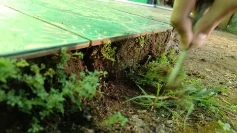Wide close up shot of Hand holding metal tool scraping weeds Stock Footage 333015844