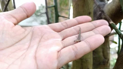 Wide close up shot of a human hand carefully reaching towards long Stock Footage 332693133
