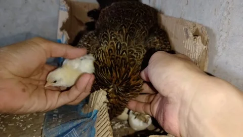 Wide Close up shot of a protective mother hen brooding her eggs in a rustic card Stock Footage 332693136