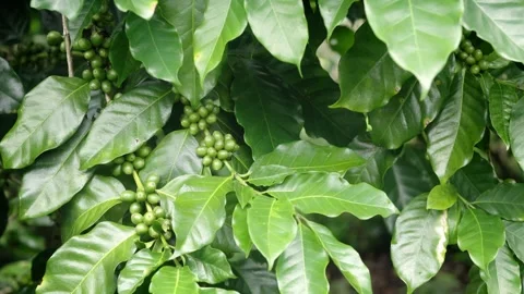 Wide close-up video of green coffee cherries growing on a healthy coffee tr.. Stock Footage 342217347
