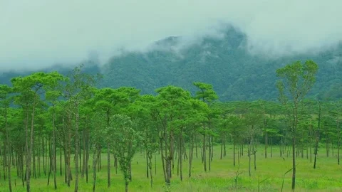 Wide cloud cover  pine tree forest have a mountain is a back ground Video stock 235932587