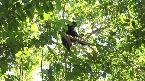 Wide of Colobus Monkey in Tree with Sun Shining Through Stock Footage 138147172