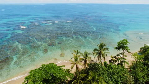 Wide coral pattern under clear blue sea along a palm lined tropical coast in Stock Footage 341452508