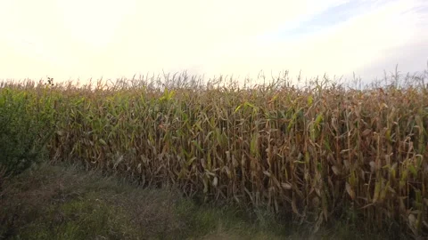 A wide cornfield filled with tall maize plants stands under an open sky. Th.. Stock Footage 321918345
