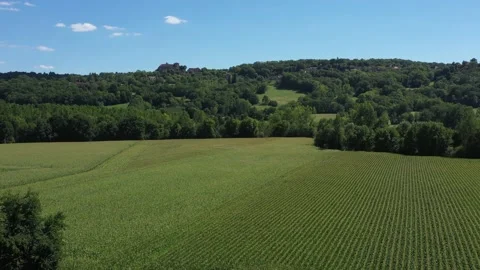 Wide cornfield shot. Stock Footage 144164541