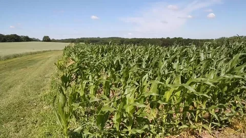 Wide cornfield on summer day Stock Footage 112308944