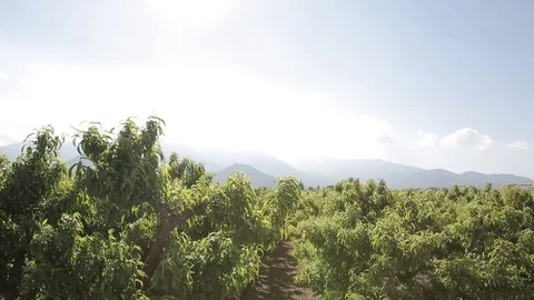 Wide crane down of trees Stock Footage 77100879